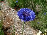 Cornflower blue 